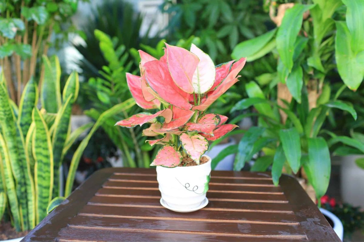 Cây Vạn Lộc sở hữu nguồn năng lượng tích cực, thích hợp để trang trí tại không gian làm việc (Ảnh: Sưu tầm)