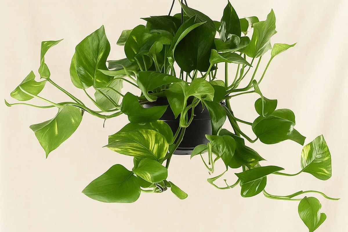 Cây Trầu Bà tốt cho sức khỏe và tinh thần, thích hợp để đặt ở nhiều vị trí khác nhau (Ảnh: Sưu tầm)