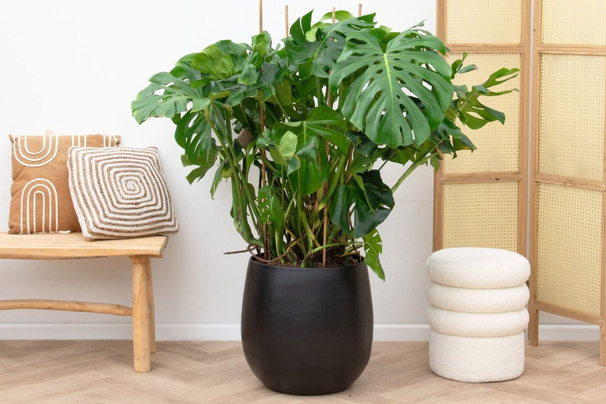 Cây Trầu Bà Lá Xẻ thích hợp trang trí trong không gian sống mang phong cách hiện đại (Ảnh: Sưu tầm)