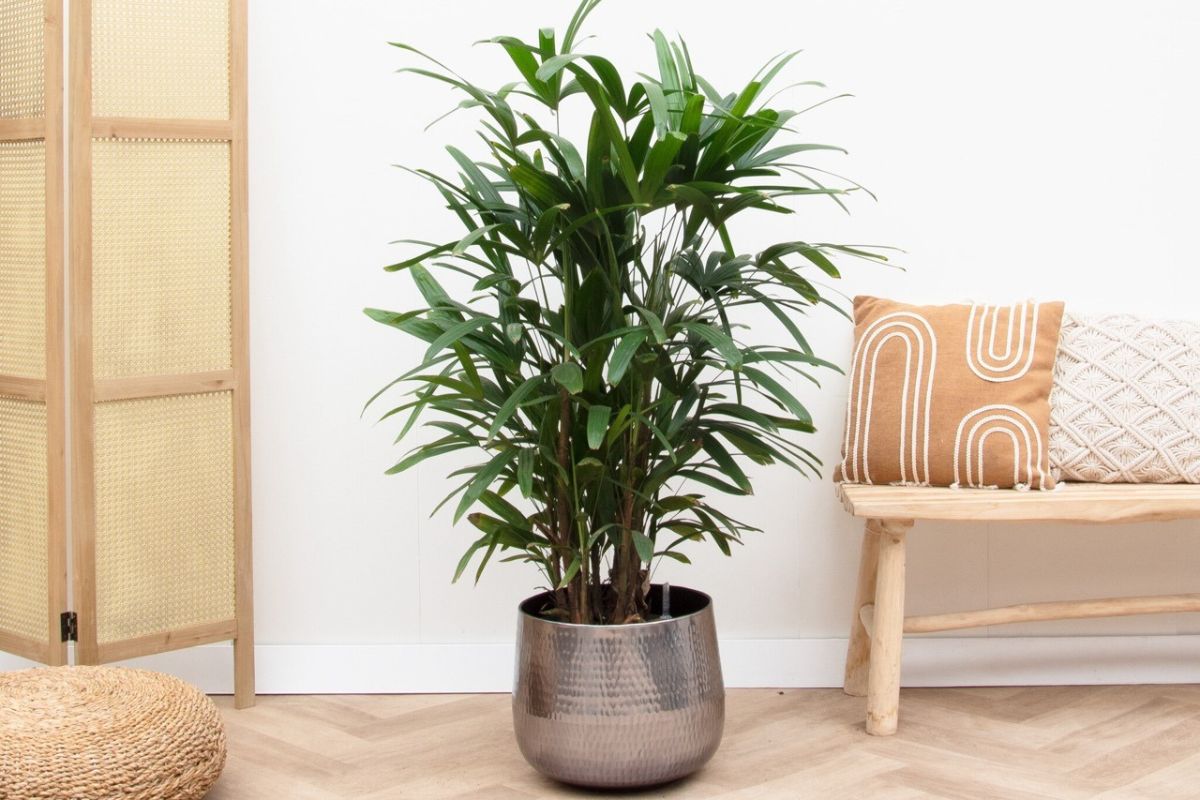 Cây Trúc Mây sinh trưởng và phát triển tốt khi trồng trong nhà, đây là biểu tượng của an yên và trường thọ (Ảnh: Sưu tầm)