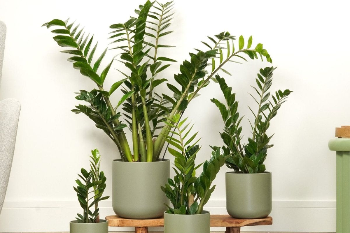 Cây Kim Tiền - điểm nhấn xanh mát giúp không gian thêm sang trọng và luôn tràn đầy năng lượng tích cực (Ảnh: Sưu tầm)