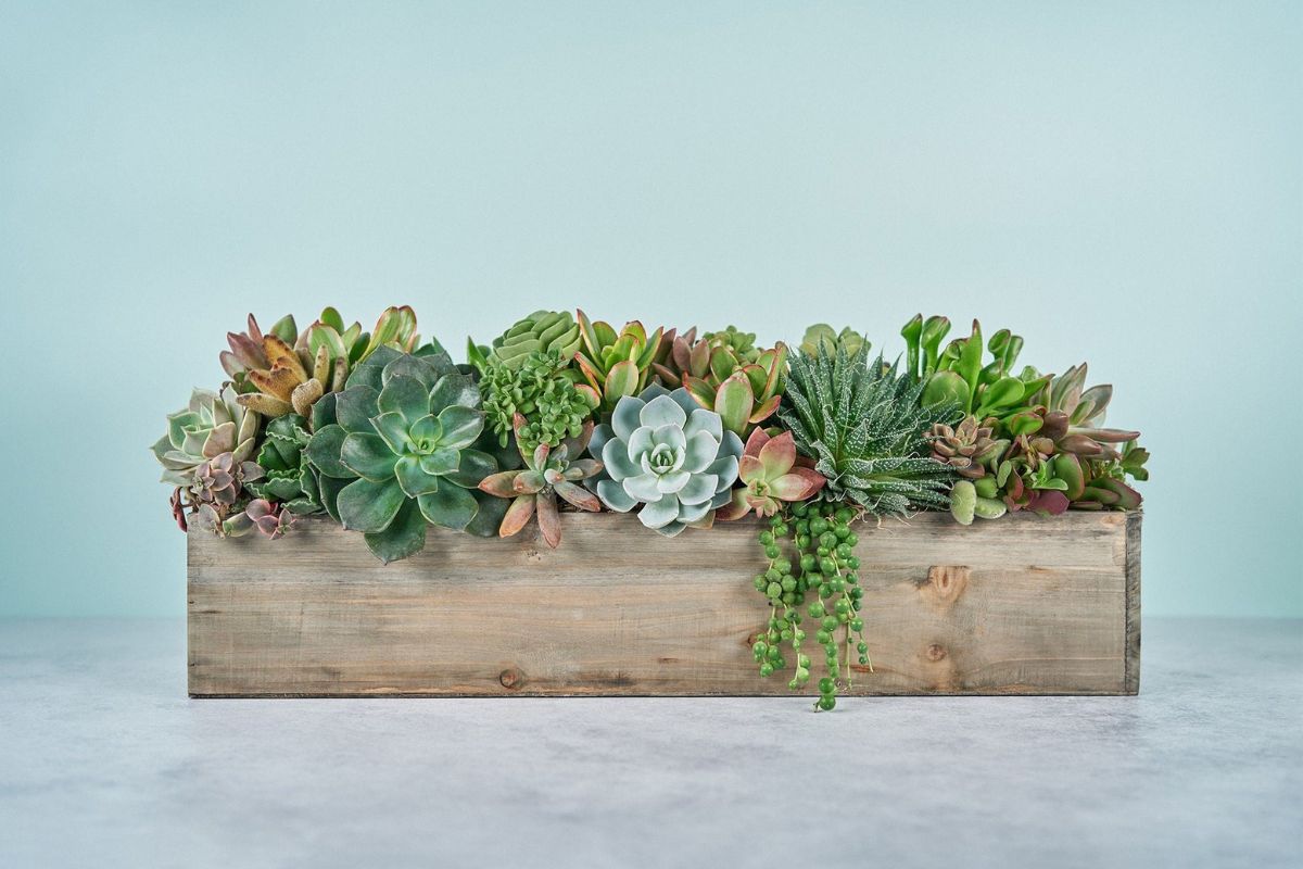 Cây Sen Đá thu hút vượng khí, tượng trưng cho sự gắn kết lâu dài (Ảnh: Sưu tầm)