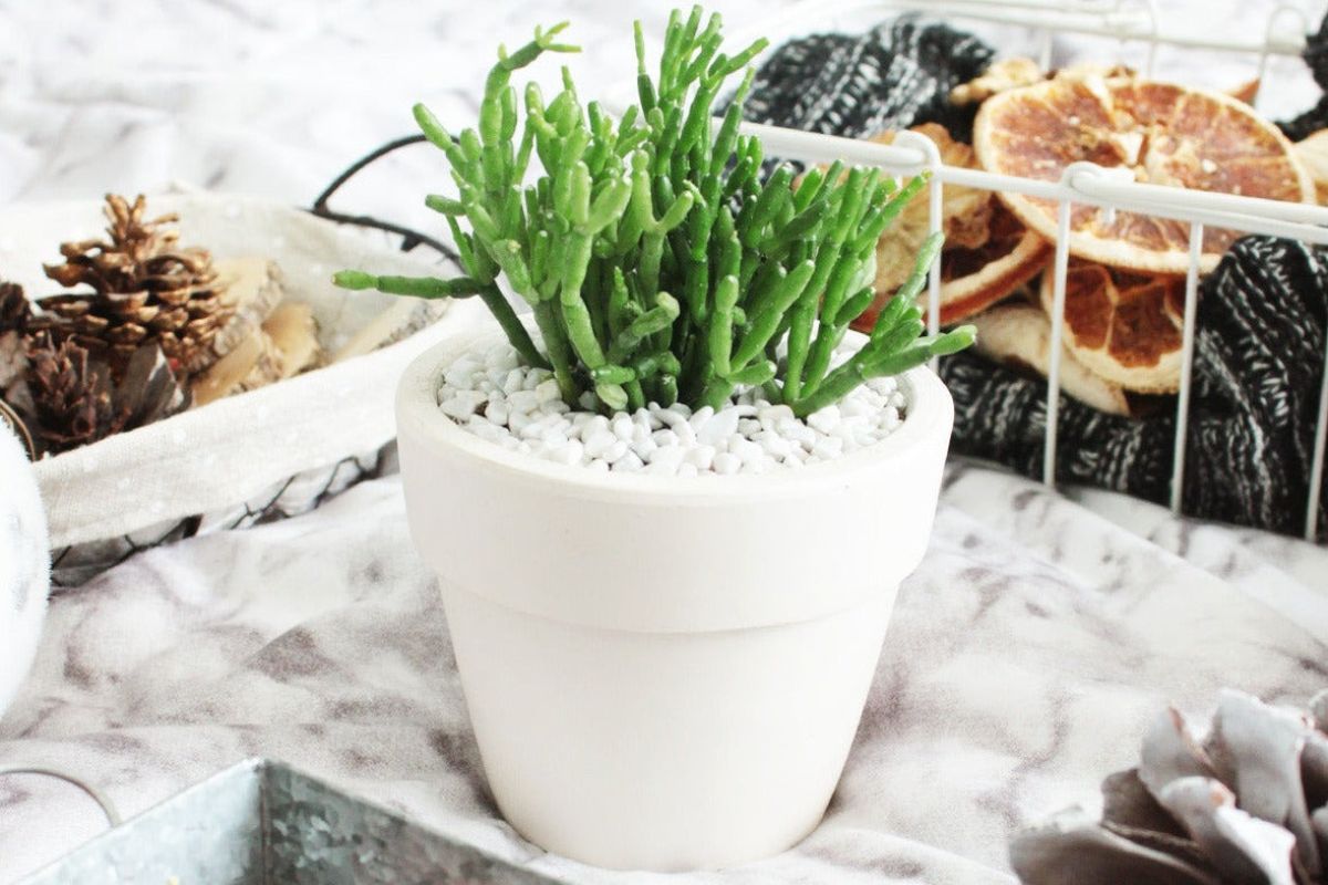 Cây Lộc Nhung mang ý nghĩa giàu sang và phú quý (Ảnh: Sưu tầm)