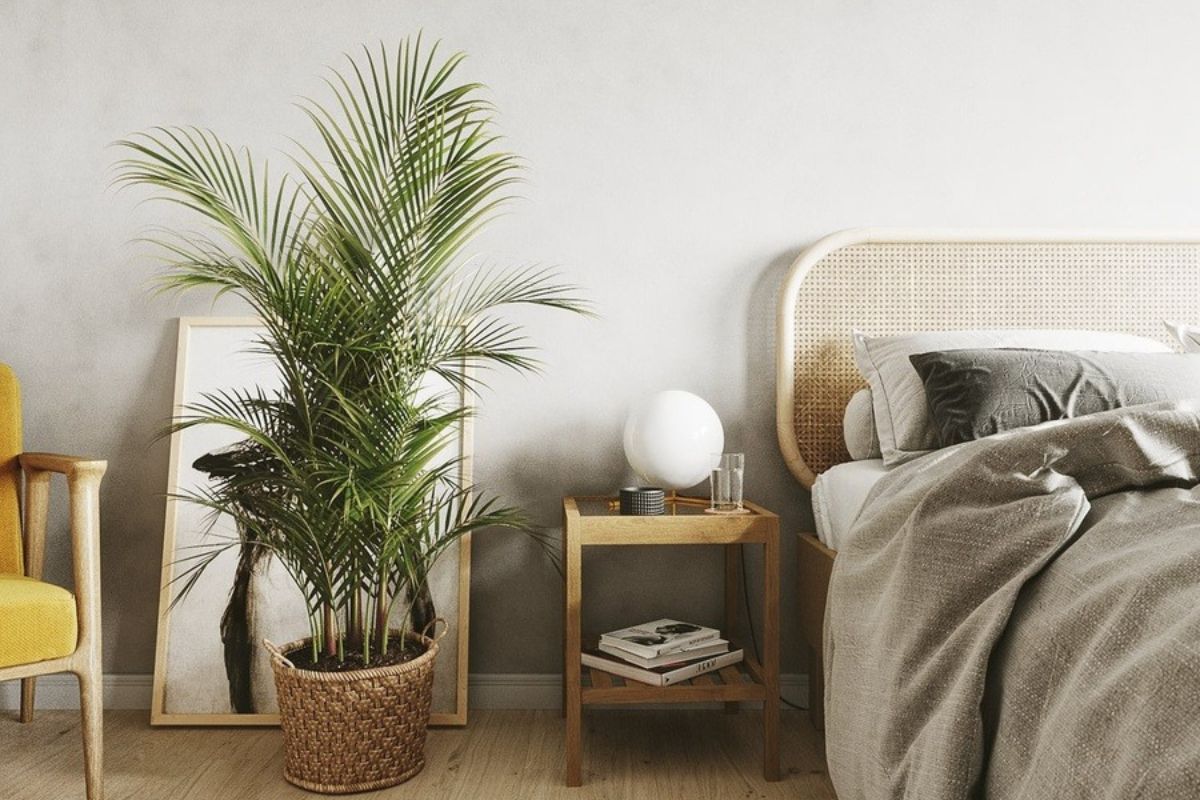 Cây Cọ Cảnh tăng vượng khí trong nhà, đồng thời bảo vệ sức khỏe và tinh thần (Ảnh: Sưu tầm)