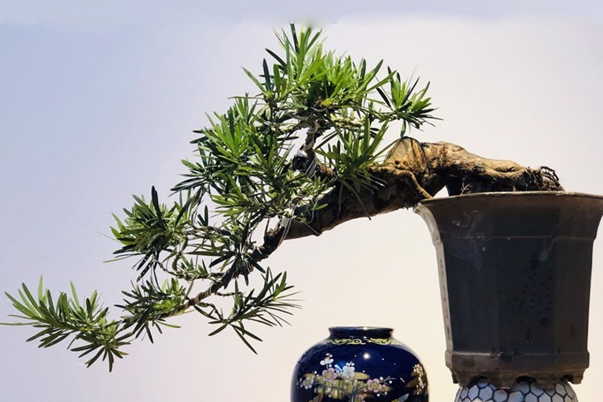 Cây Tùng La Hán có thân gỗ khỏe khoắn, tượng trưng cho tài lộc và sung túc lâu dài của gia đình (Ảnh: Sưu tầm)