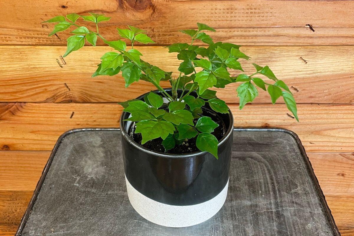 Cây Hạnh Phúc là biểu tượng của sự gắn kết bền chặt giữa các thành viên trong gia đình (Ảnh: Sưu tầm)