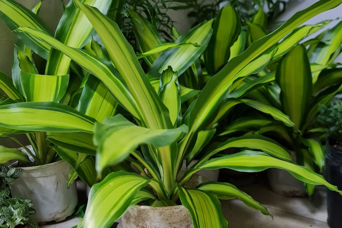 Cây Phát Tài là cây phong thủy trong nhà mang đến cho không gian sống vẻ đẹp sang trọng (Ảnh: Sưu tầm)