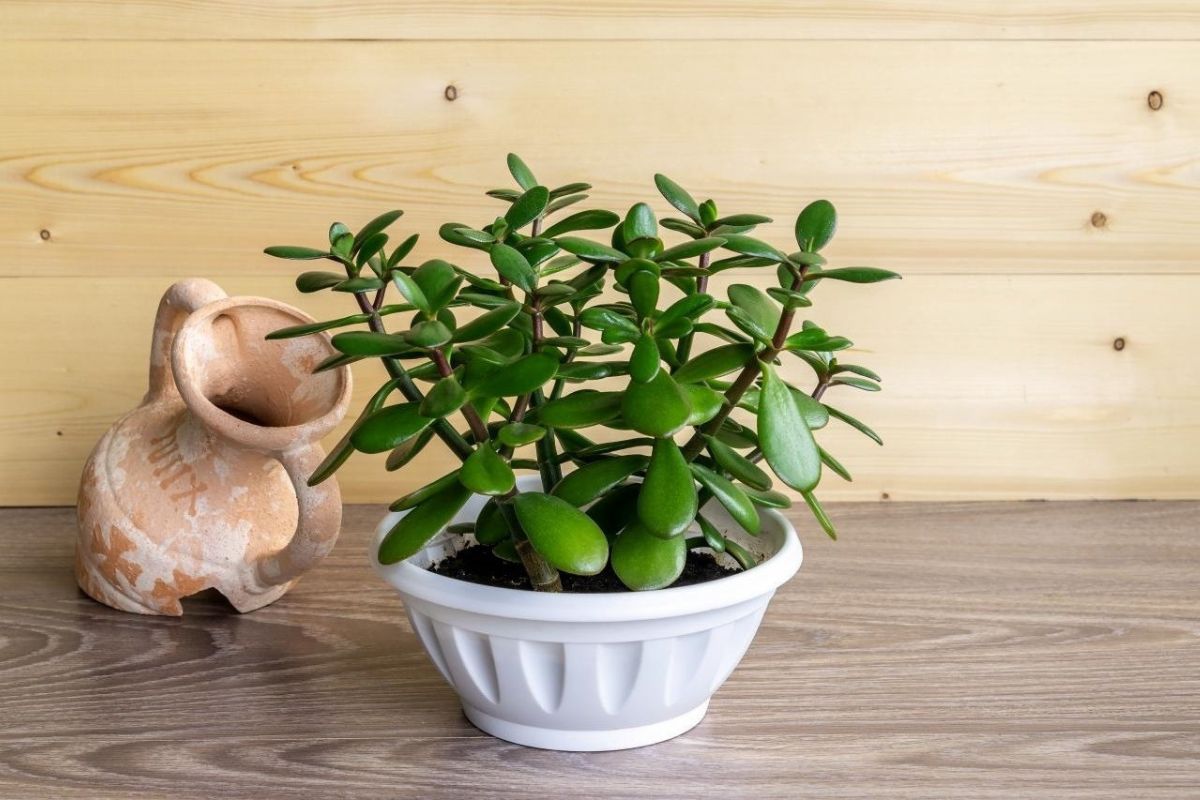 Ngọc Bích, loài cây phong thủy mang hình dáng đồng xu, biểu tượng cho sự sung túc và tài lộc dồi dào (Ảnh: Sưu tầm)