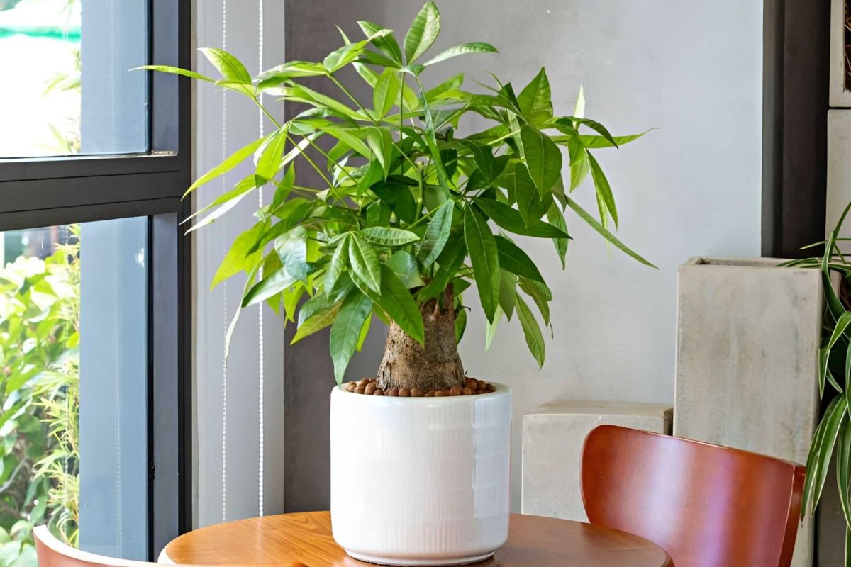 Kim Ngân là biểu tượng của sự giàu có và ổn định tài chính, mang vượng khí khi đặt gần cửa chính (Ảnh: Sưu tầm)