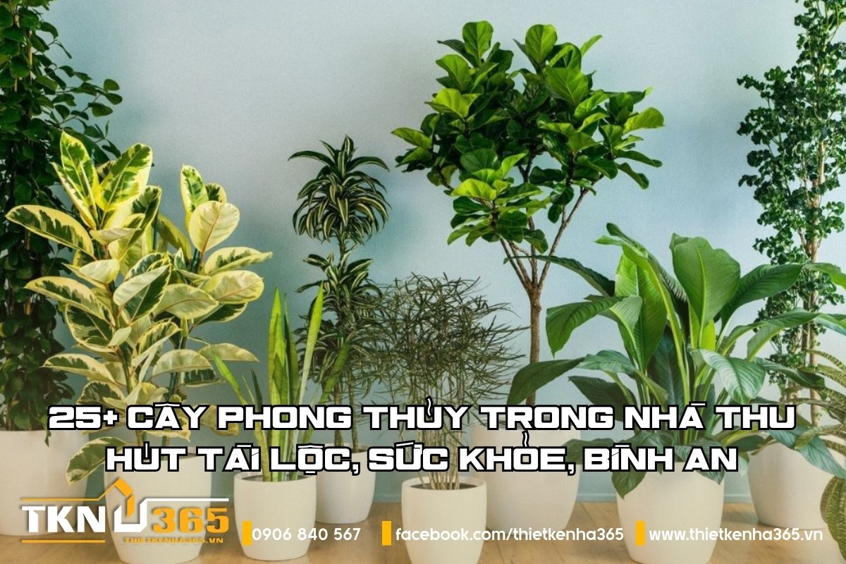 25+ cây phong thủy trong nhà thu hút tài lộc, sức khỏe, bình an