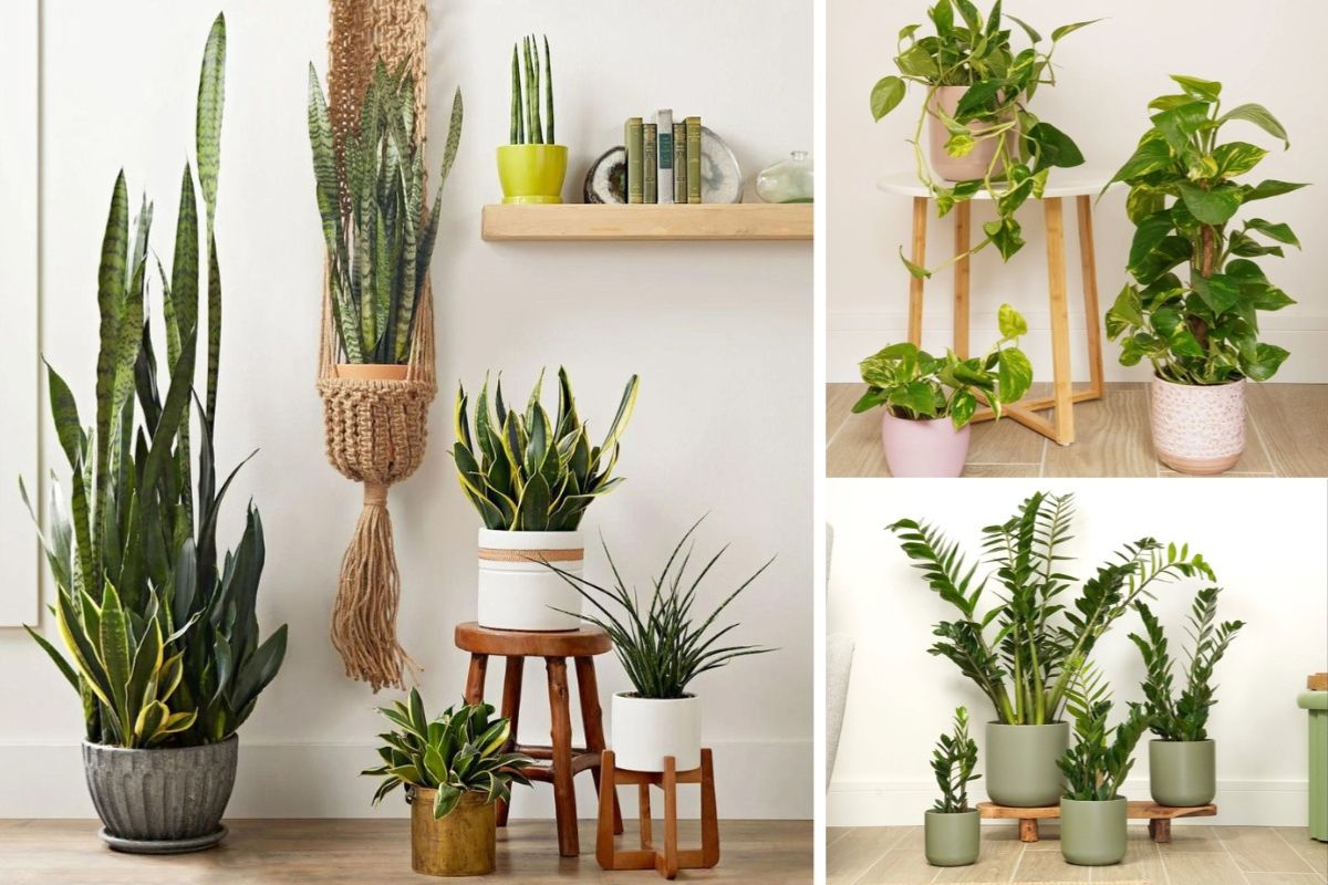 Lưỡi hổ, trầu bà, kim tiền có tác dụng thanh lọc không khí (Ảnh: Sưu tầm)