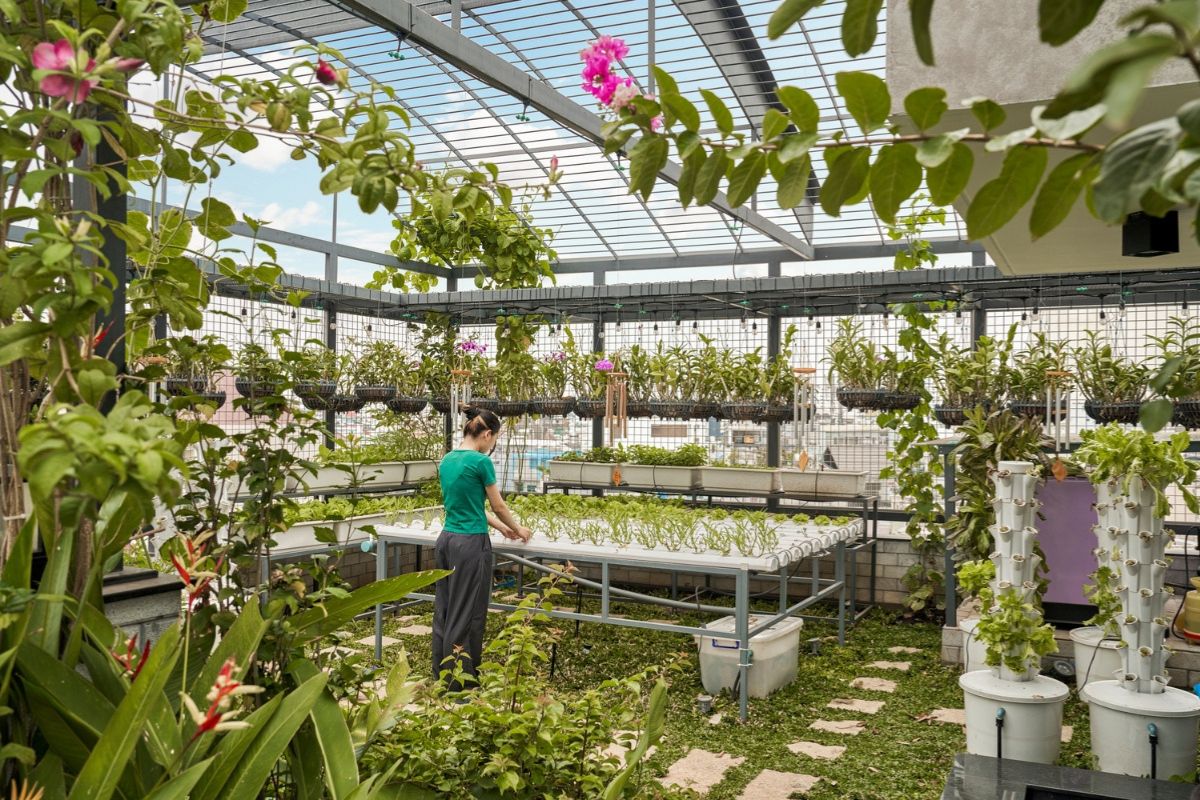 Thiết kế vườn trong nhà phố tiện lợi với vườn rau xanh mát được bố trí trên sân thượng (Ảnh: Sưu tầm)