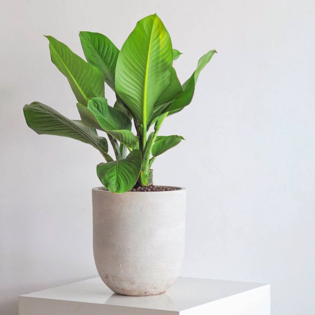 Cây Đại Phú Gia được xem là “tấm bùa hộ mệnh”, giúp gia chủ luôn bình an và thuận lợi trong mọi công việc (Ảnh: Sưu tầm)