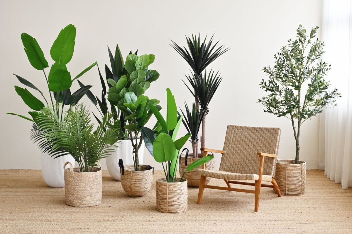 Cây để phòng khách hợp phong thủy mang đến cho gia đình nhiều bình an và may mắn (Ảnh: Sưu tầm)