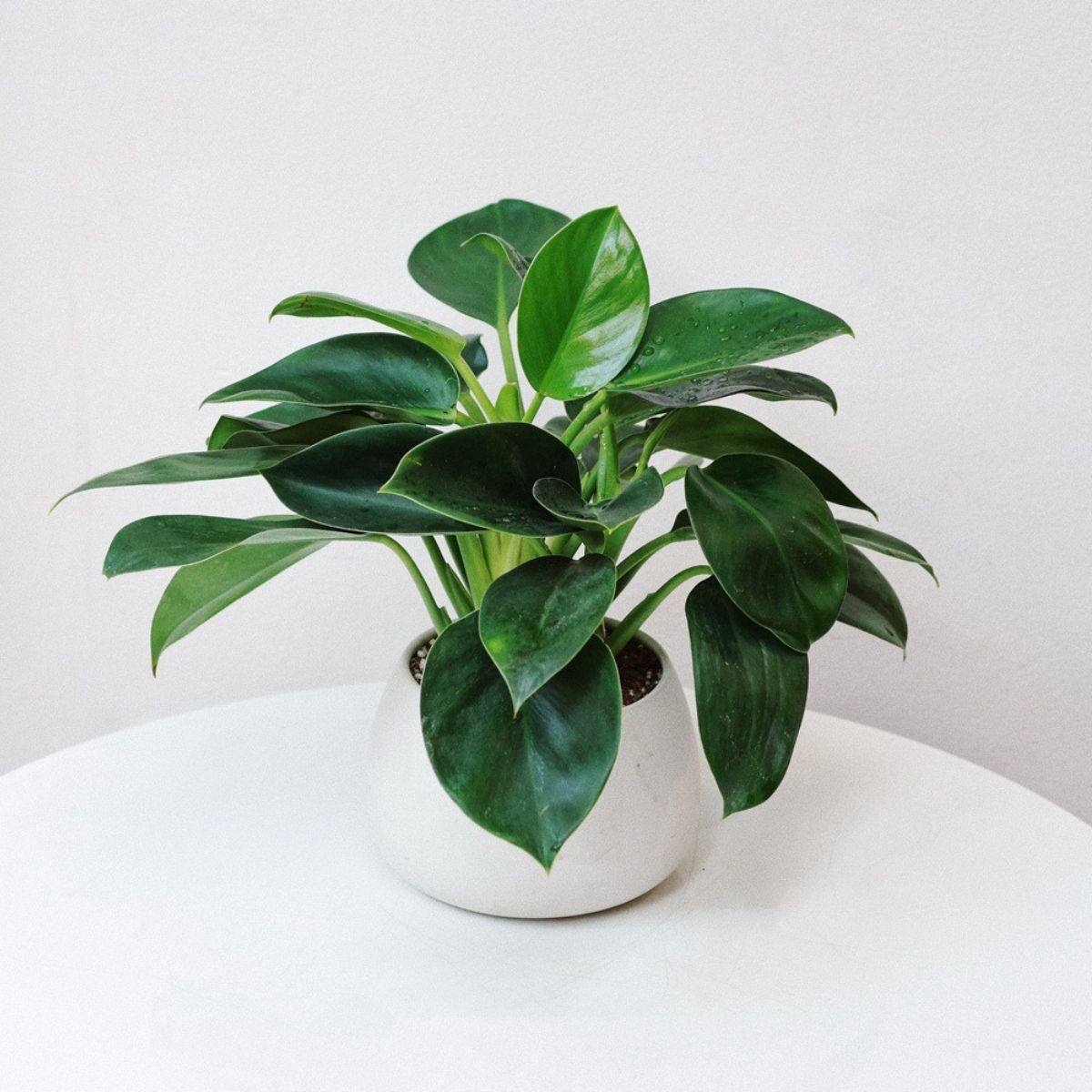 Cây Trầu Bà Đế Vương tượng trưng cho quyền lực, giúp không gian phòng khách thêm sang trọng (Ảnh: Sưu tầm)