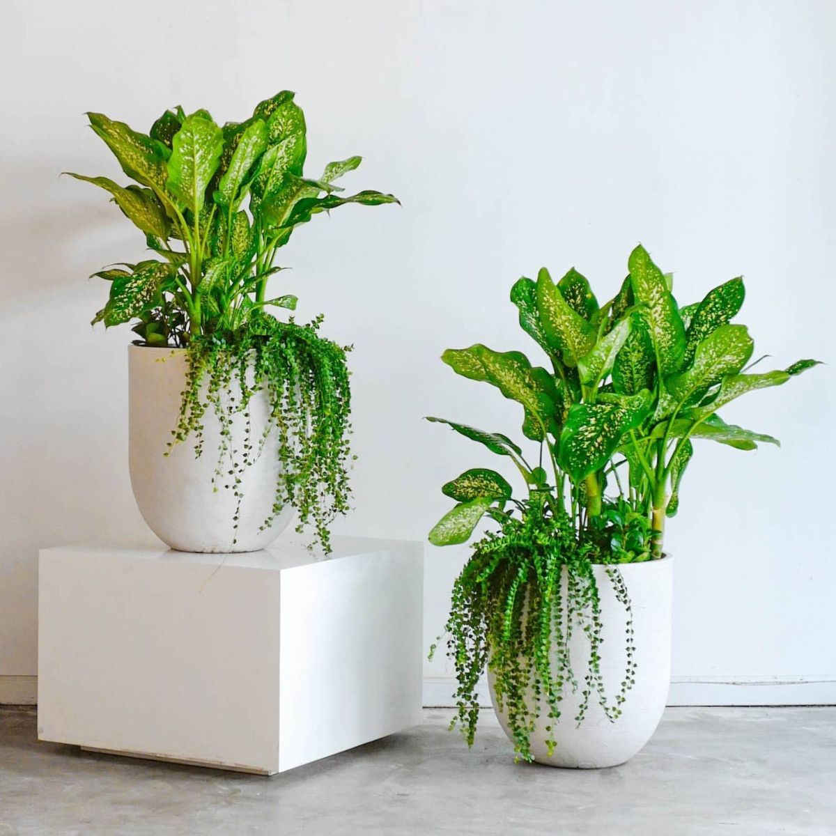 Cây Vạn Niên Thanh tượng trưng cho may mắn và sự hưng thịnh lâu dài (Ảnh: Sưu tầm)