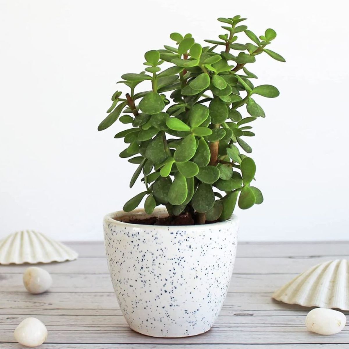 Đặt cây Ngọc Bích cùng một số vật phẩm phong thủy trong phòng thờ giúp gia đình gặp nhiều may mắn, phát tài phát lộc (Ảnh: Sưu tầm)