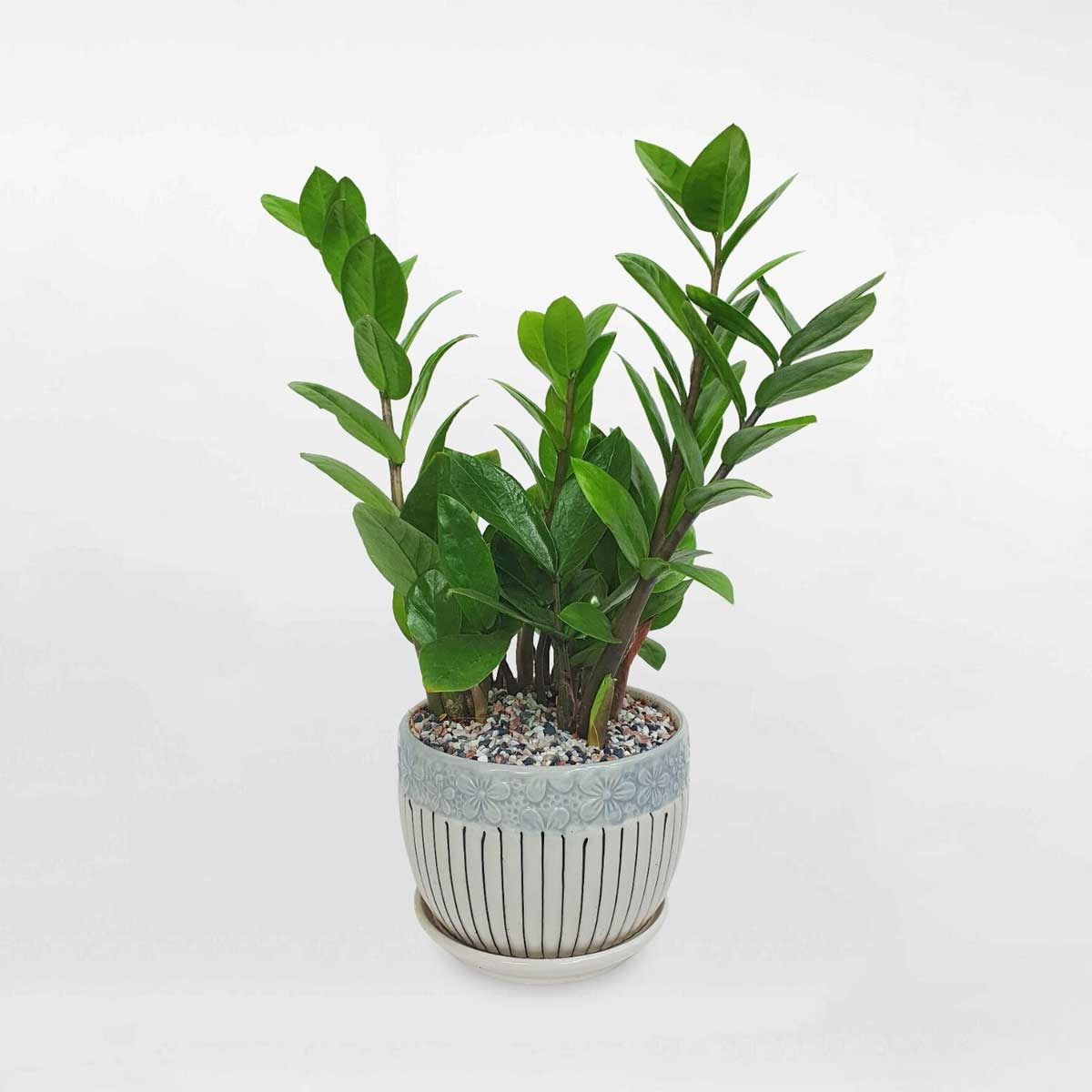 Cây Kim Tiền mang ý nghĩa chiêu tài hút lộc, thúc đẩy dòng khí lưu thông trong không gian thờ tự (Ảnh: Sưu tầm)