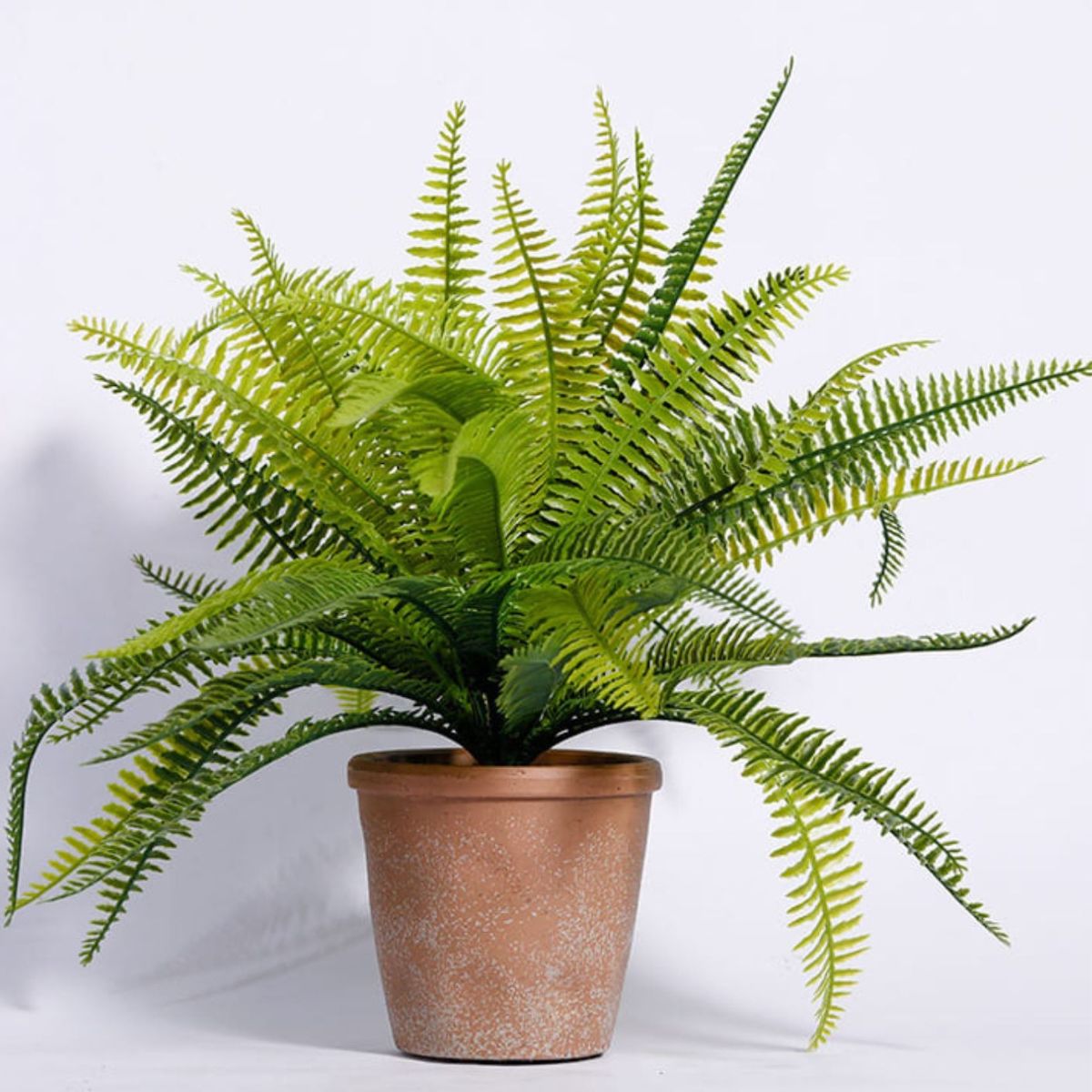 Trồng Dương xỉ ở ban công giúp bầu không khí sạch sẽ và mát mẻ hơn (Ảnh: Sưu tầm)