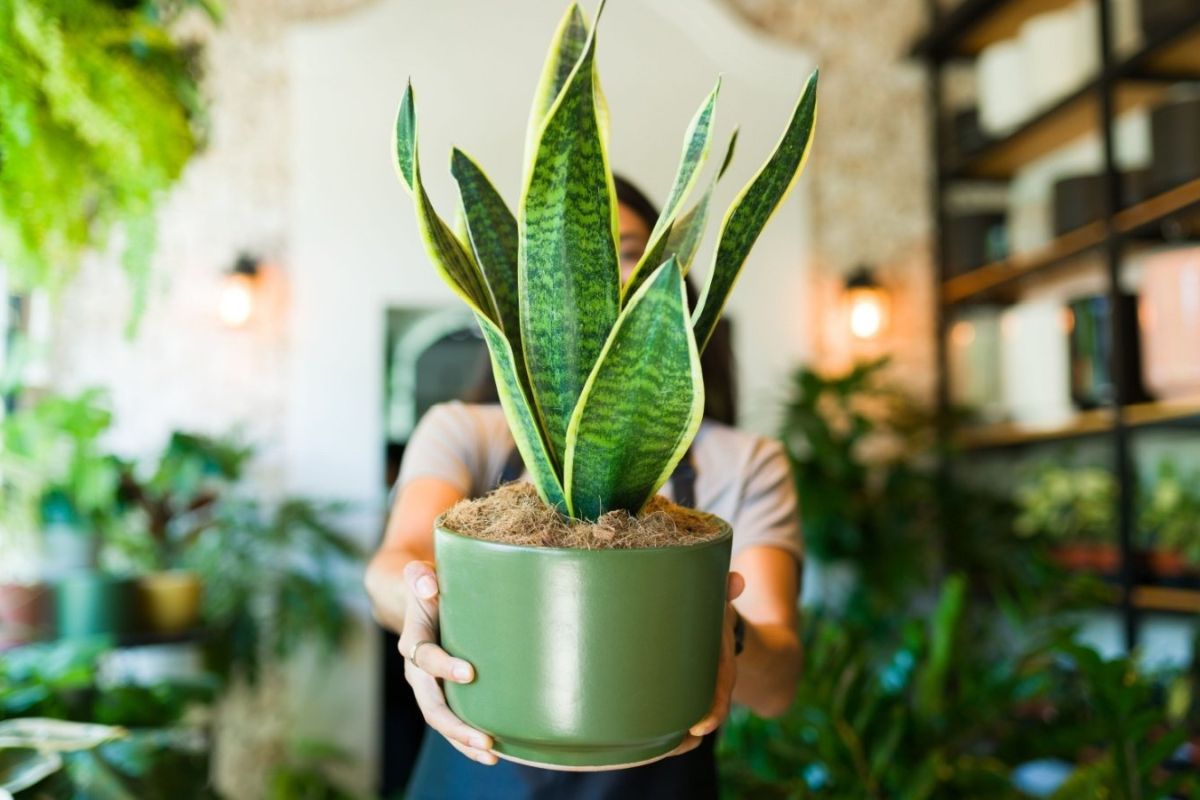 Cây Lưỡi hổ dễ chăm sóc, thích hợp trồng ở ban công căn hộ, nhà phố (Ảnh: Sưu tầm)