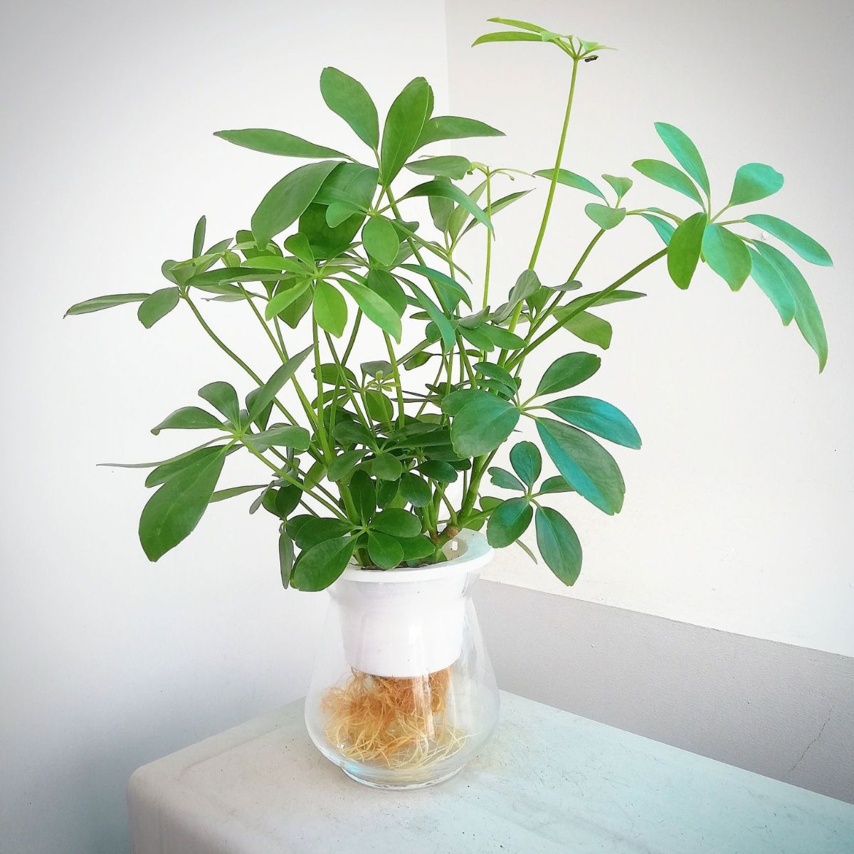 Cây ngũ gia bì mang ý nghĩa tốt về mặt phong thủy, đồng thời có tác dụng lọc sạch không khí (Ảnh: Sưu tầm)